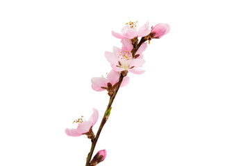 Naklejka na ściany i meble Cherry blossom, sakura flowers