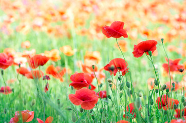 Obraz premium red poppy