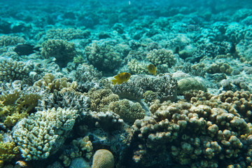 Fototapeta premium fishes