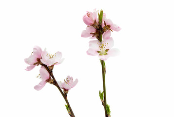 Naklejka na ściany i meble Cherry blossom, sakura flowers