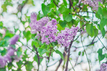 Obraz premium Beautiful branch purple lilac flowers outdoors