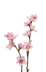 Fototapeta na wymiar Cherry blossom, sakura flowers