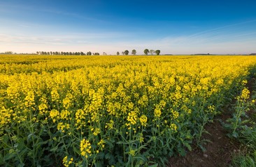 Fototapeta premium Sunrise over blooming rape field.