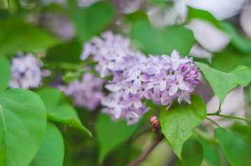 Tender branch purple lilac flowers outdoors macro