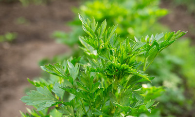 Свежая петрушка на огородной грядке