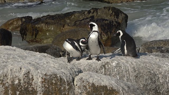 Penguins at Boulders Beach (Simonstown, South Africa)