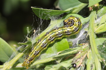 Buchsbaumzünsler  (Cydalima  perspectalis)