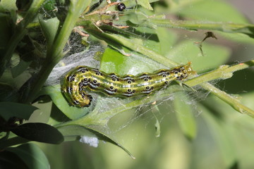 Buchsbaumzünsler  (Cydalima  perspectalis)