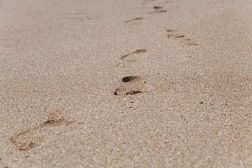 Traces of bare feet on wet sea sand