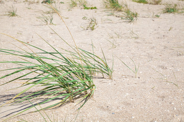 Bushes of green grass on a sandy beach