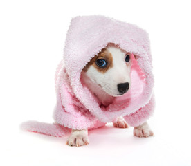 Jack Russell Terrier puppy in a pink bathrobe