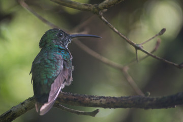 Beautiful and calm hummingbird on a branch with the background out of focus.
