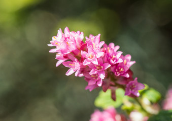 Obraz premium Ribes Blossom