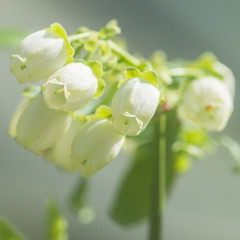 Blueberry Blossom