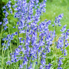 Fototapeta premium Bells Of Blue