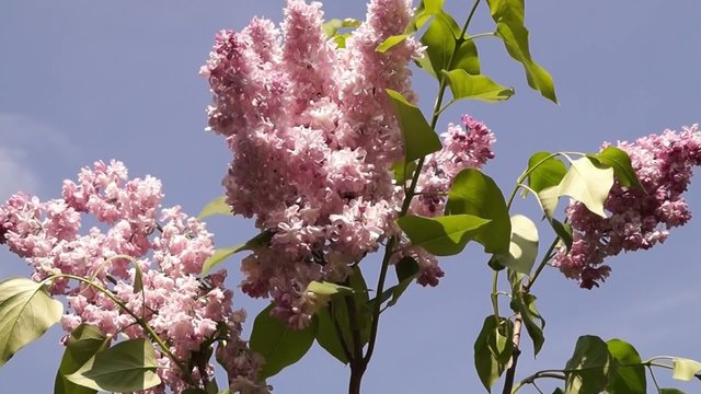 Flieder - rosa - im Wind
