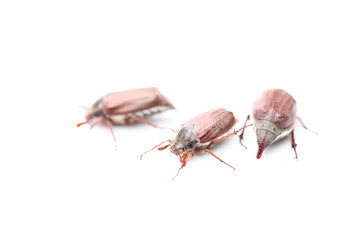 maybug