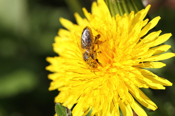 dandelion