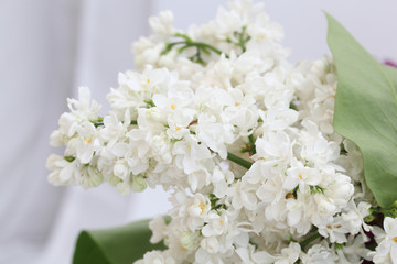 lilac flowers