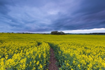 Fototapeta premium Blooming rapeseed field under cloudy sky