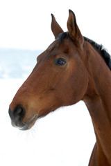 Obraz premium horse running on snow
