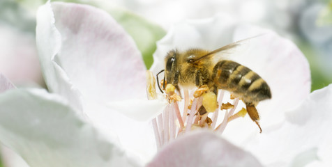 Branch of apple tree in bloom in the spring. Bee flies.