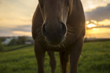 Horse nose and whiskers against sunset