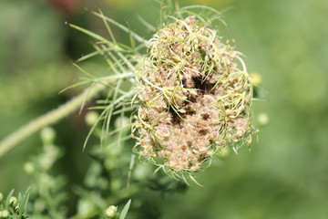 Queen Annes Lace closed and seeding at the end of summer
