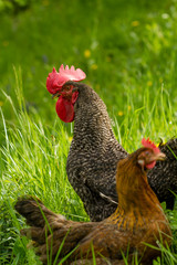 Beautiful Rooster on nature background