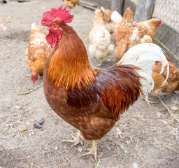 Beautiful Rooster on nature background.