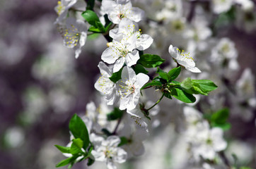 Spring blooming flowers branch