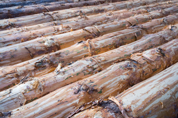 A large pile of logs stacked
