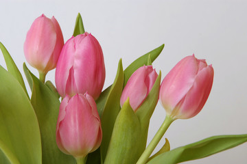 tulips on white