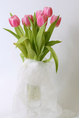 tulips on white