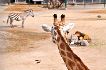 Giraffe von hinten beobachtet Zebra