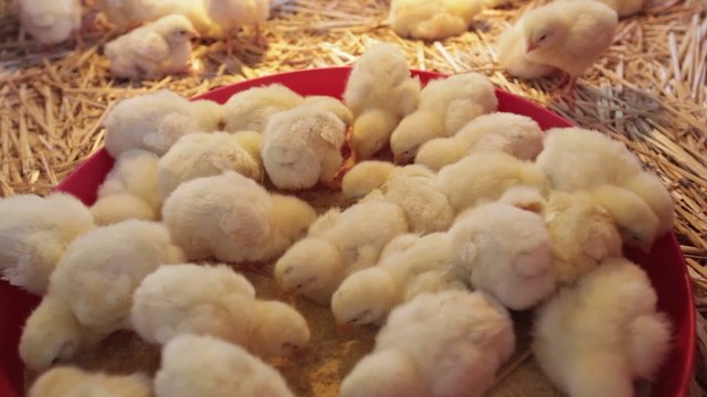 New born chicks at farm