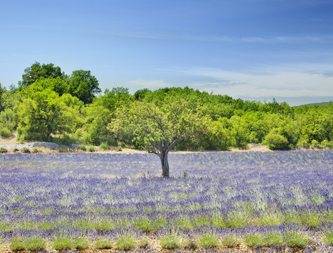 Campo de lavanda en Provenza