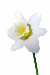 narcissus flower isolated on white