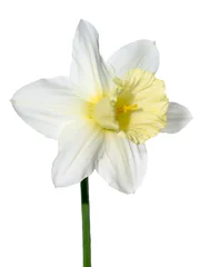 Poster Im Rahmen narcissus flower isolated on white © elen31