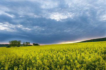 Storm clouds above a rapeseed field