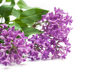 Beautiful lilac branch isolated on white background spring
