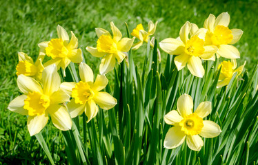 Yellow narcissus in the garden. Beautiful summer landscape.