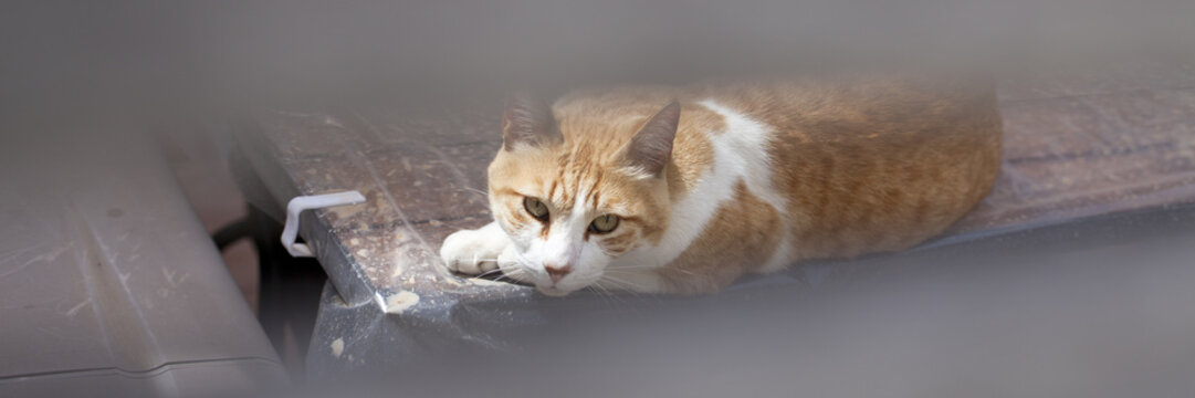 Gato mirando por rendija