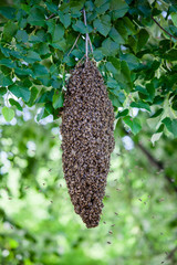 swarm of bees