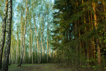 dark spruce and light birch forest
