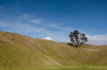A tree growing on a volcanic peak, mt.Wellington, Auckland © kiravolkov