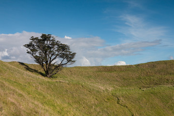 Lonely tree on the top of volcanic peak of mt.Wellington, Auckla © kiravolkov