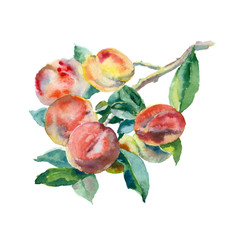 Watercolor peaches on a branch