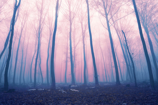 Fototapeta Fantasy color foggy fairytale forest