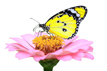 exotic yellow butterfly